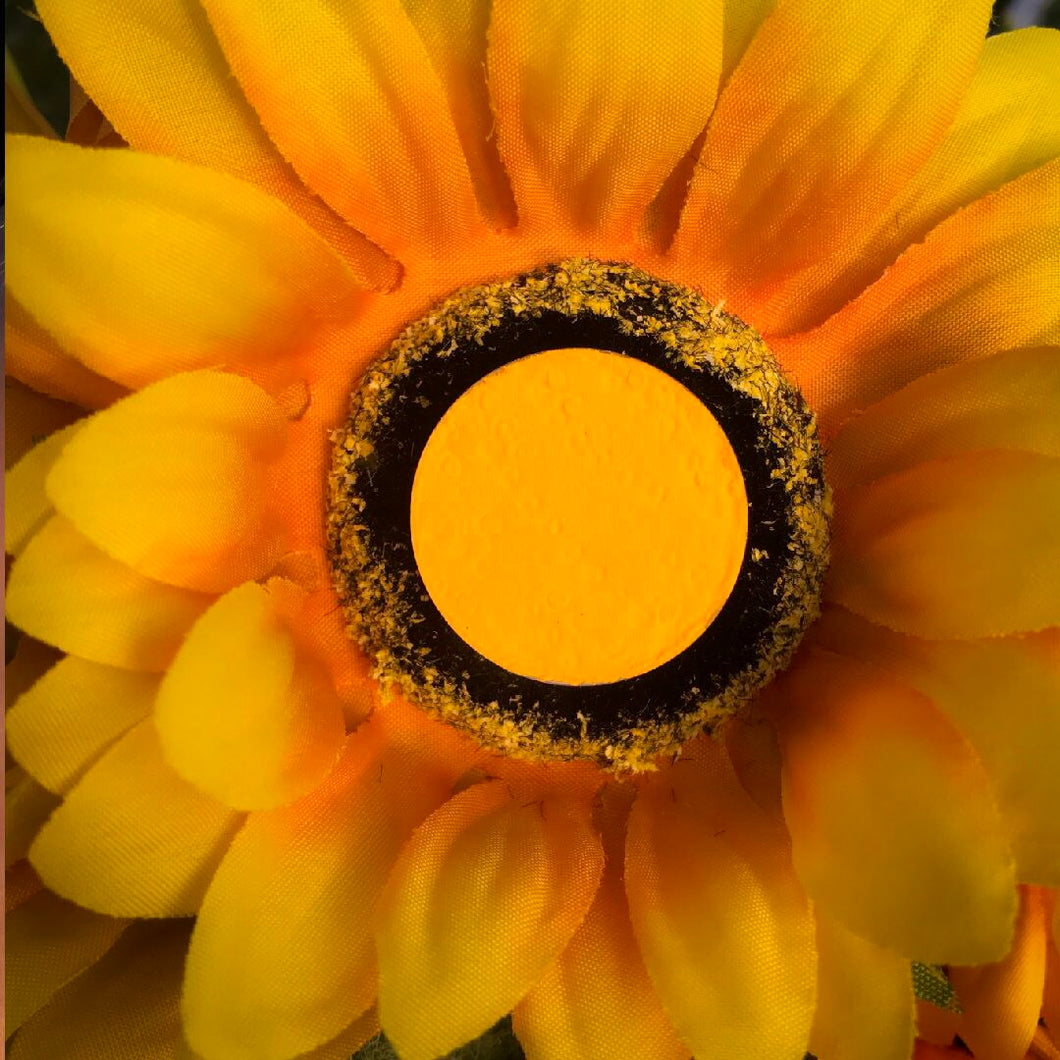 Vivid Yellow pigmented shadow sitting on a sunflower  